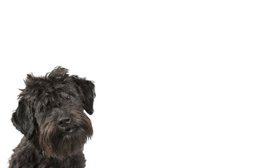 Schnauzer looking puppy isolated on white for copy space use. Indoor image.