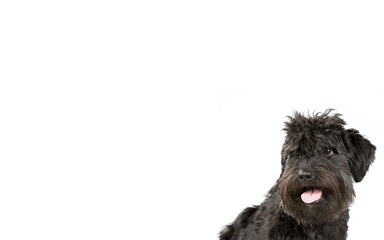 Schnauzer looking puppy isolated on white for copy space use. Indoor image.