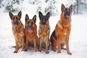Four obedient German Shepherd dogs sitting outdoors on a snow in winter forest