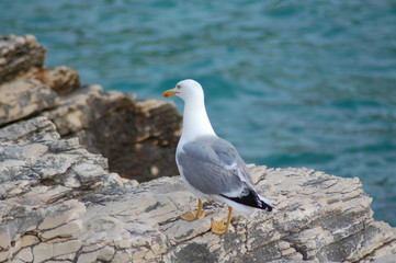 Möwe