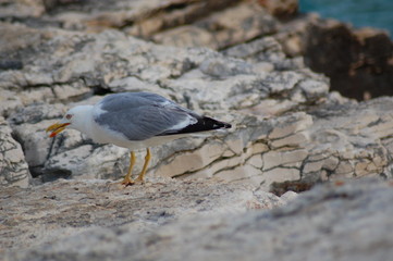 Möwe