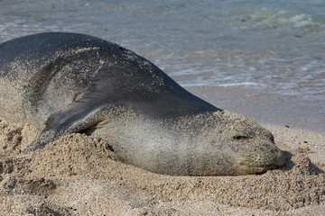 Seelöwe, Seehund, Hawaii, Meer, Wasser, Strand, Tier, Säugetier, USA
