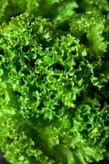 Background of fresh lettuce leaves.