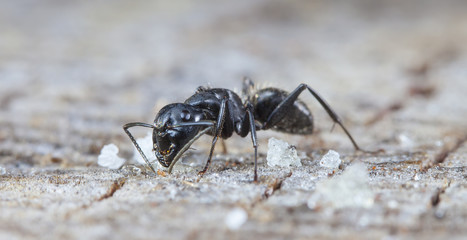 Fototapeta premium big forest ants on old wood