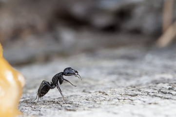 big forest ants on old wood
