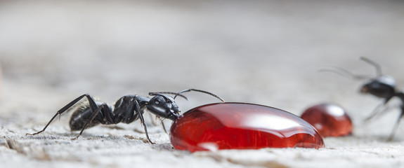 big forest ant eats strawberry jam