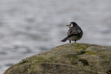 Pied wagtail on rock