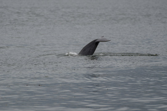 Dolfin's tail