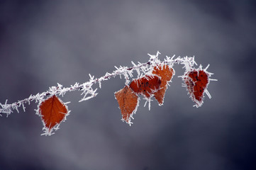 Winter white frost on tree branches and leaves