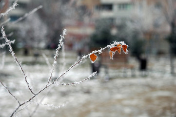 Winter white frost on tree branches and leaves