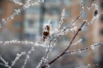 Winter white frost on tree branches and leaves