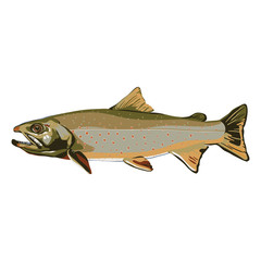 Char or Dolly Varden fish rendering.