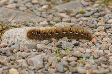 millipede on rocks