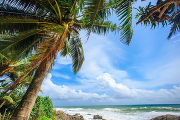 View on the Indian Ocean through the trees in windy weather. Sri Lanka, Ambalangoda beach