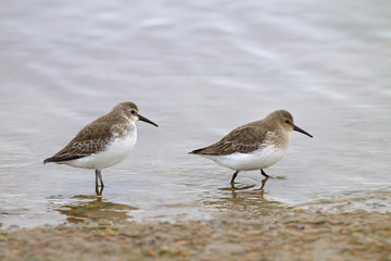 Dunlin Calidris alpina running along beach Titchwell Norfolk