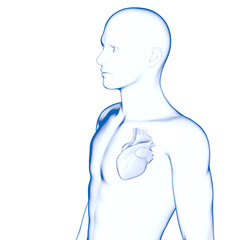 Human Heart, Male Human Body