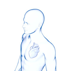 Human Heart, Male Human Body