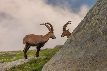 Ibex , Range of Mont-Blanc , French Alps