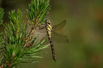 Dragonfly in a tree