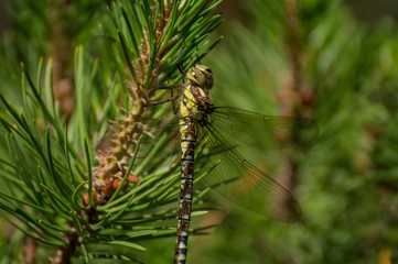 Dragonfly in a tree