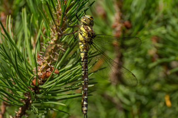 Dragonfly in a tree