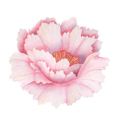 Hand painted watercolor pink flower, isolated on white background