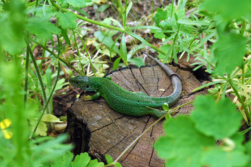 Green lizard reptile on wooden stump