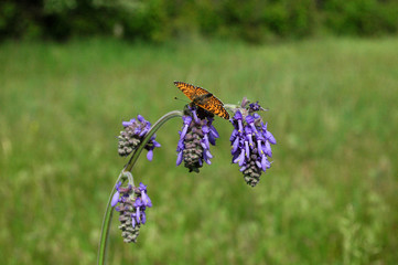 Butterfly on a flower on a background of green grass