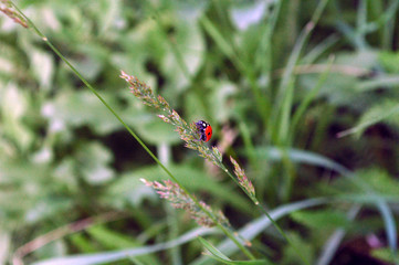 ladybird on a green leaf