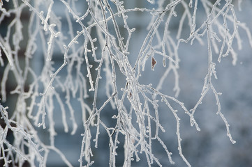 Branches covered with hoarfrost. Tree, ice and snow.
