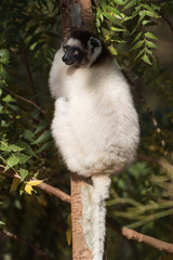 Verreaux's sifaka