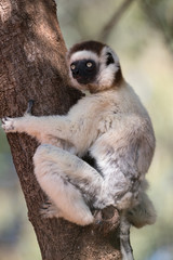 Verreaux's sifaka