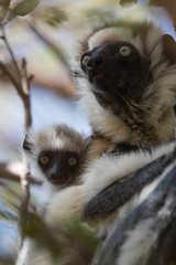 Verreaux's sifaka