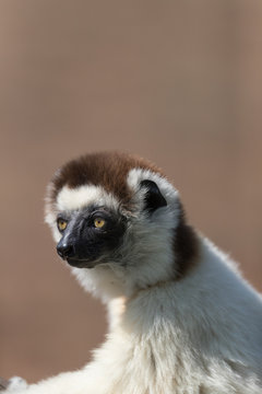 Verreaux's sifaka
