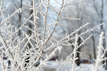 Branches covered with hoarfrost. Tree, ice and snow.