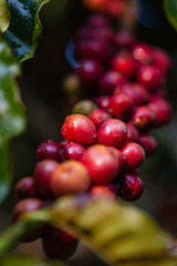 Arabica coffee berries getting ripe on its tree in North of Thailand