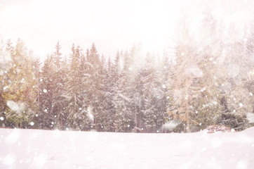 Winter snow magic forest background. 