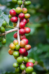 Arabica coffee berries getting ripe on its tree in farm