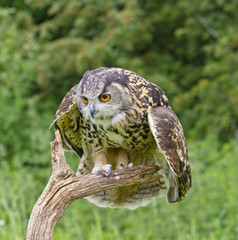 Buho a punto de volar