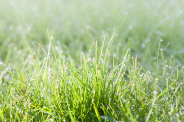 water droplets on grass, green grass with light bokeh from rain