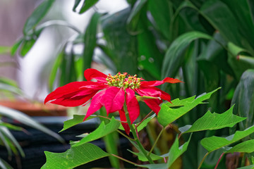 Weihnachtsstern Strauch - Euphorbia pulcherrima - S&uuml;damerika