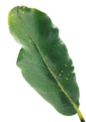 Signs of insect feeding on the leaf rhododendron - obrazy, fototapety, plakaty