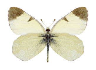 Butterfly Elphinstonia tomyris on a white background
