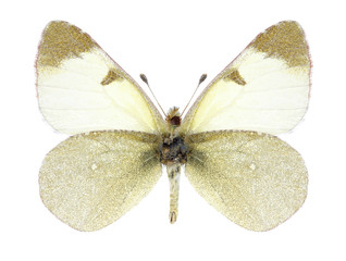 Butterfly Elphinstonia tomyris on a white background