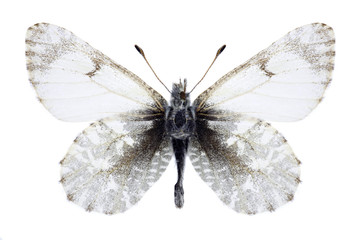 Obraz premium Butterfly Euchloe orientalis on a white background