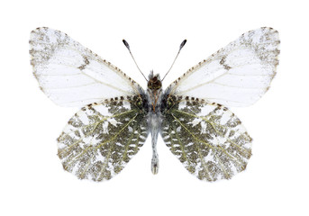 Obraz na płótnie Canvas Butterfly Euchloe orientalis on a white background