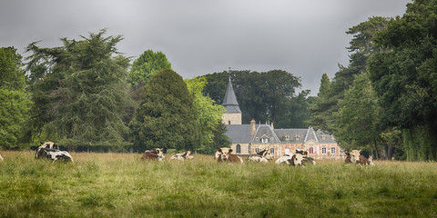 Cows grazing in the garden of a castle
