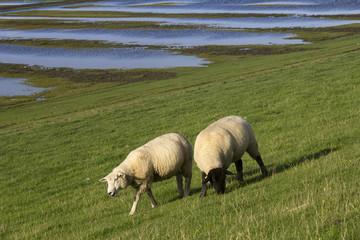 Obraz premium Schafe in den Salzwiesen