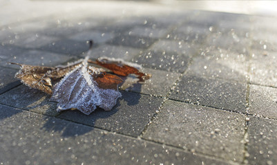 Frozen leaf on an icy outdoor concrete chess board