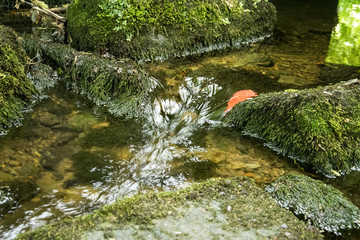 Leśny strumyk © KrólestwoNauki